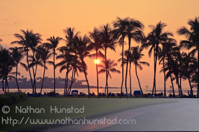 Palm trees at sunset